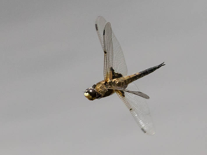 Libellula quadrimaculata in flight.jpg